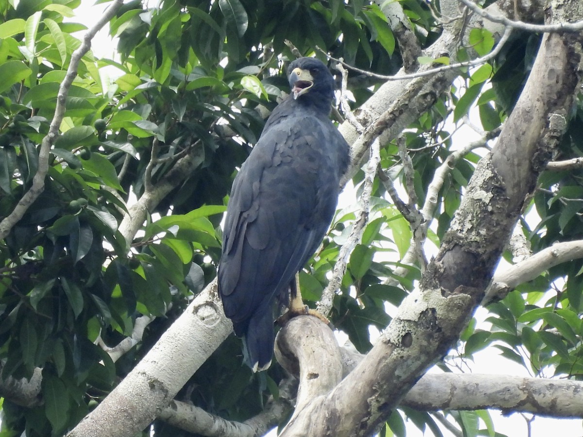 Great Black Hawk - Jhon Carlos Andres Rivera Higuera