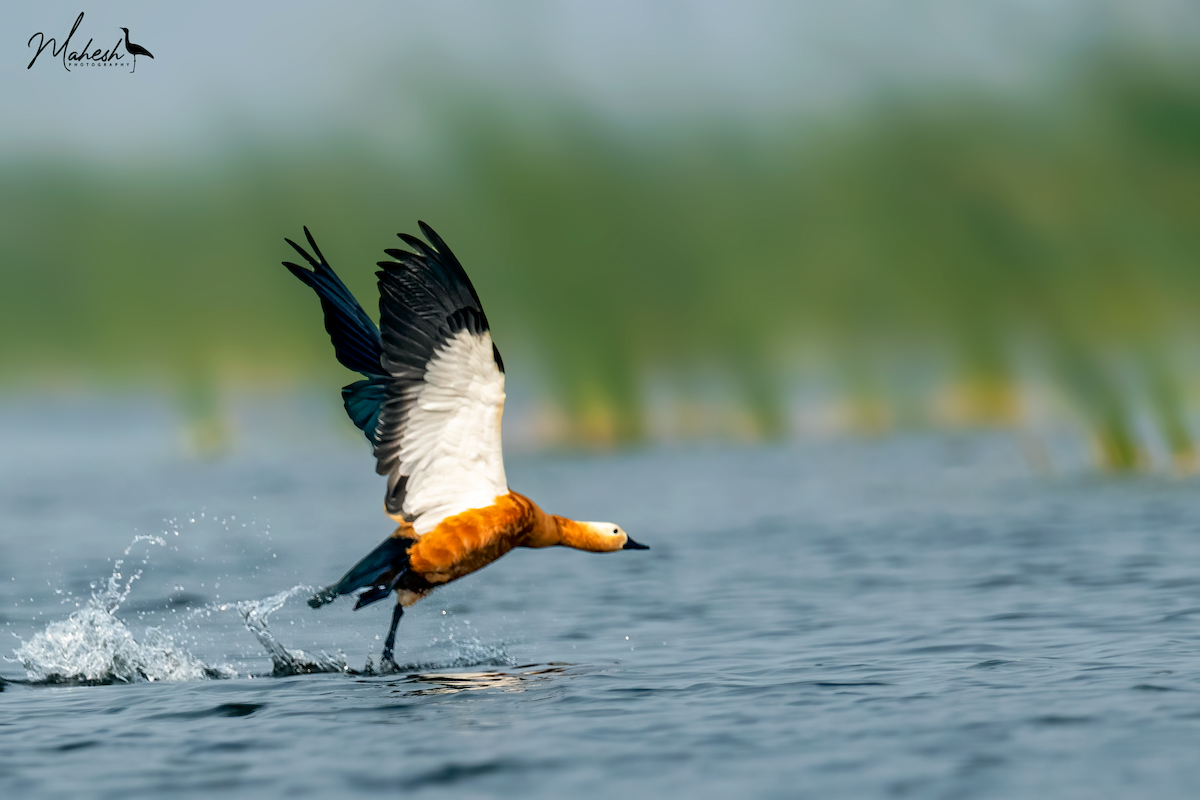 Ruddy Shelduck - ML615586515