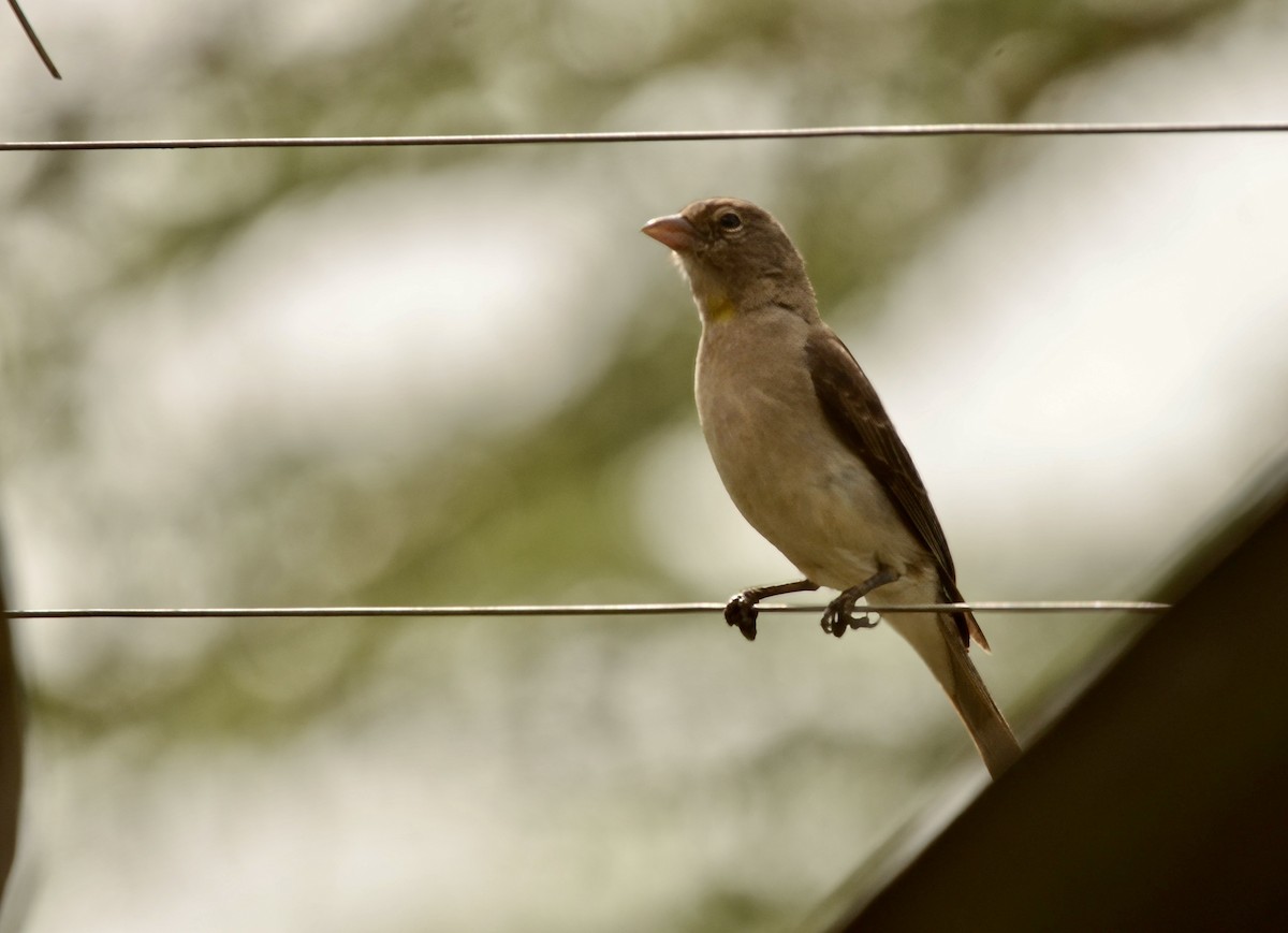 Yellow-spotted Bush Sparrow - Ken Simonite