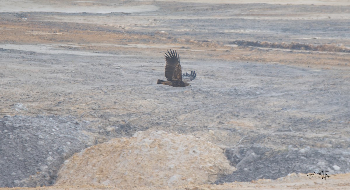 Greater Spotted Eagle - ML615586528