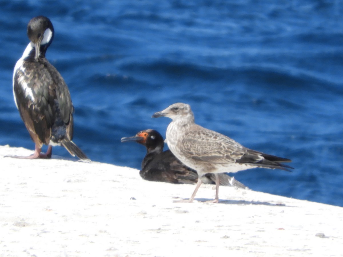 Kelp Gull - ML615586553