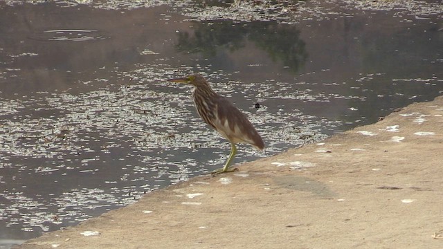 Indian Pond-Heron - ML615586554