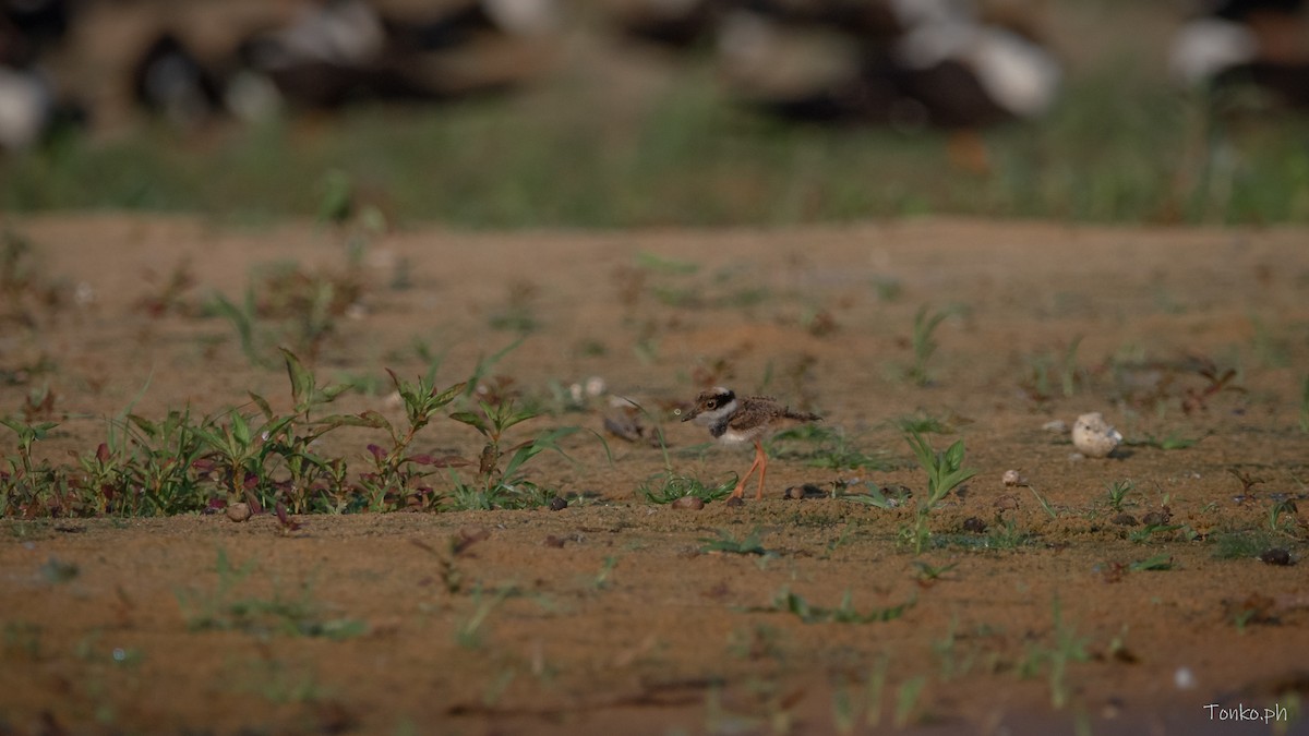 Pied Plover - ML615586564