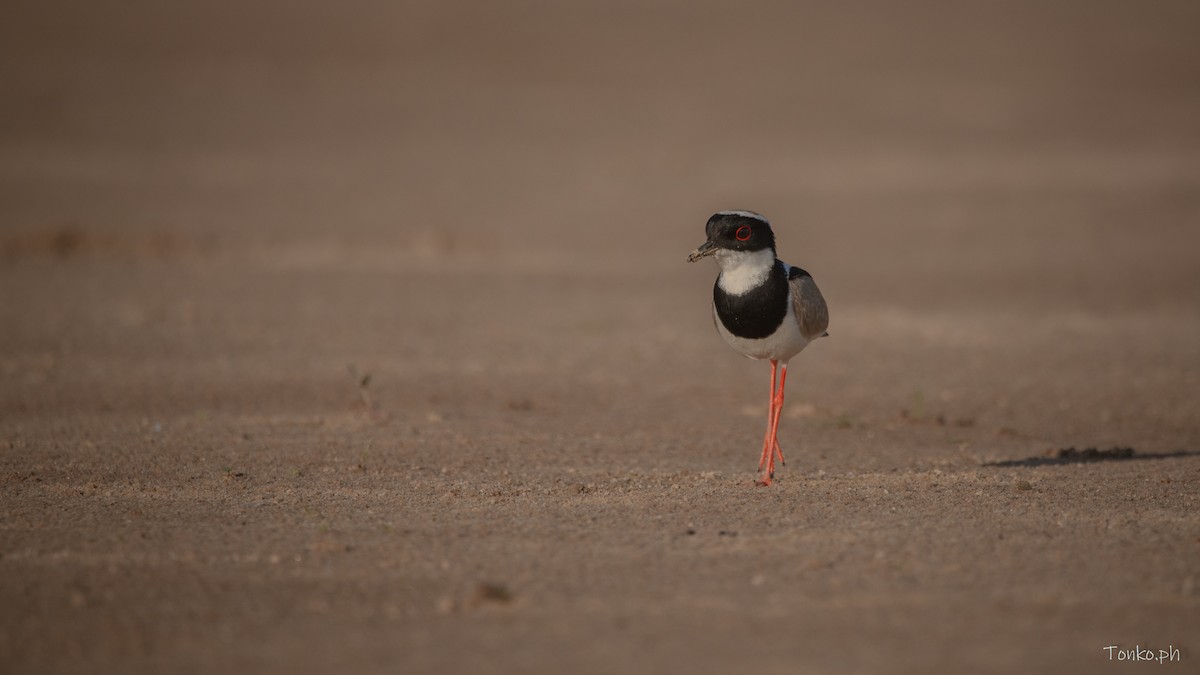 Pied Plover - Carlos Maure