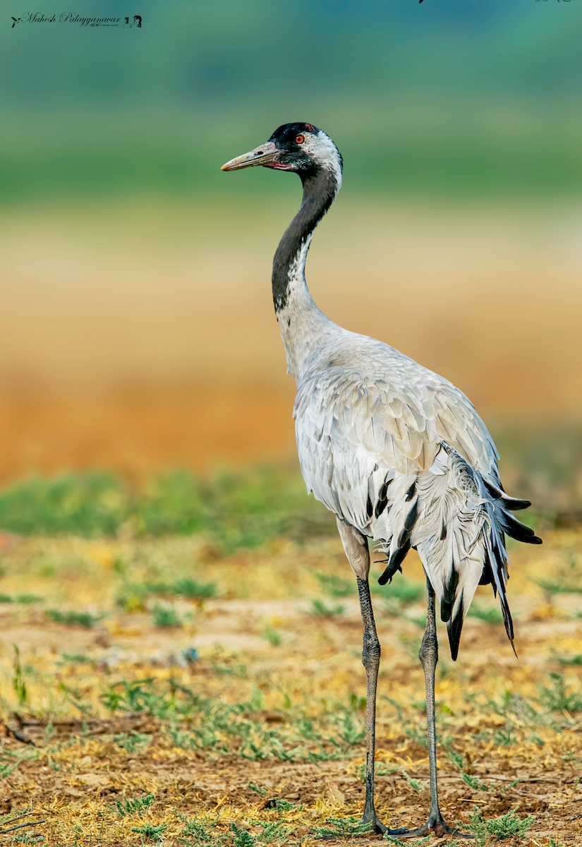 Common Crane - Mahesh P