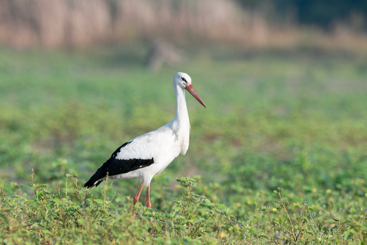 White Stork - ML615586601