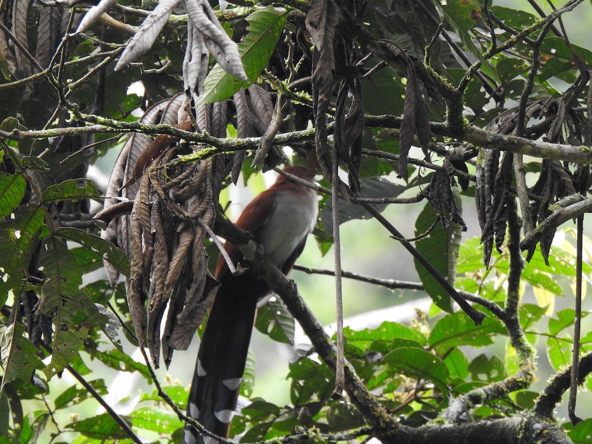 Squirrel Cuckoo - George Watola