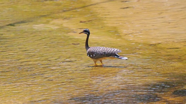 Sunbittern - ML615586639