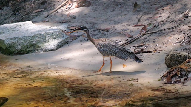 Sunbittern - ML615586644