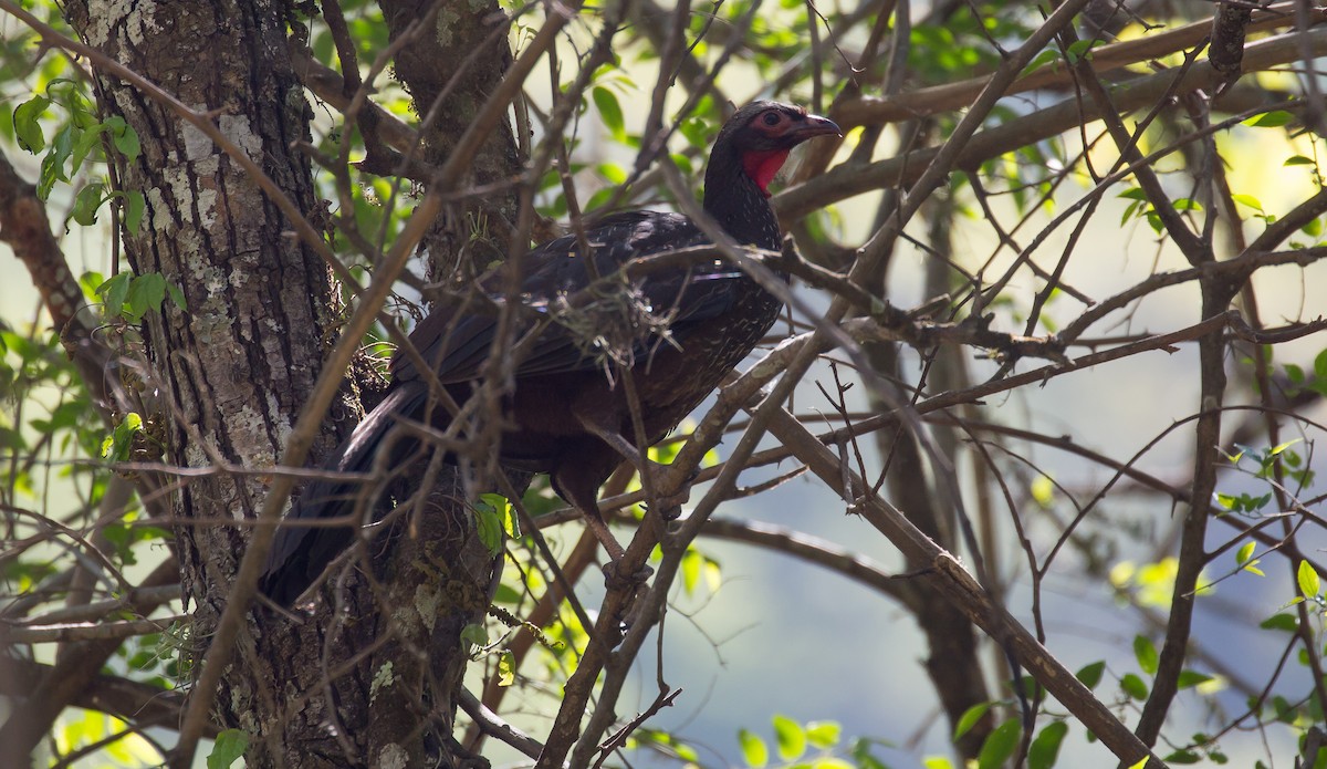 Red-faced Guan - Brian Small