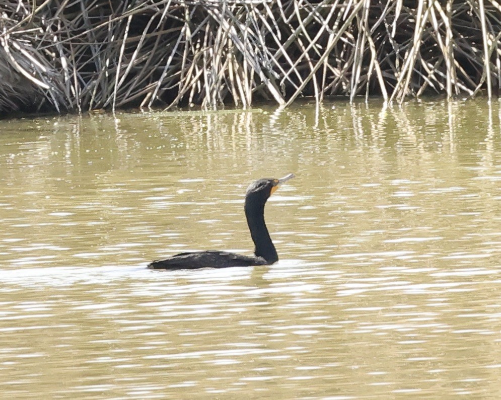 Double-crested Cormorant - ML615586679