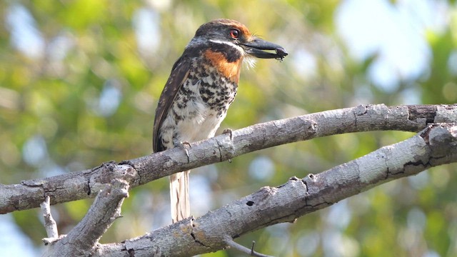 Spotted Puffbird - ML615586702