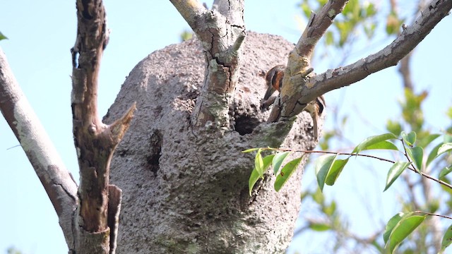 Spotted Puffbird - ML615586704