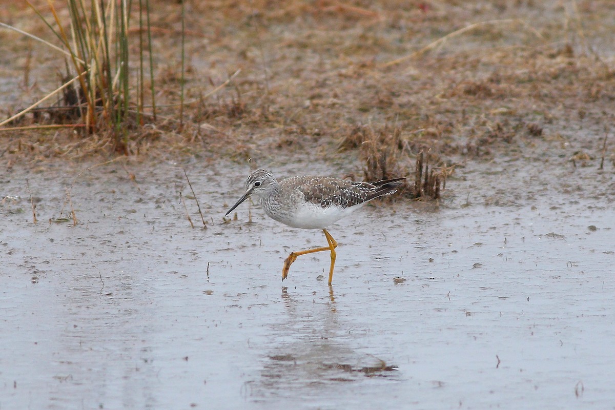 Lesser Yellowlegs - ML615586706