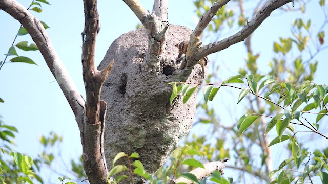 Spotted Puffbird - ML615586715