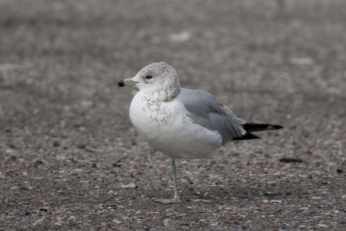 Ring-billed Gull - Knut Olsen