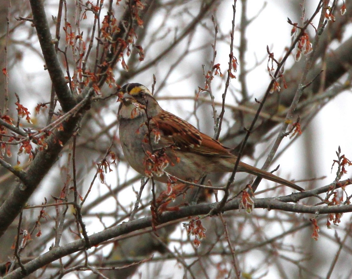 White-throated Sparrow - ML615586725