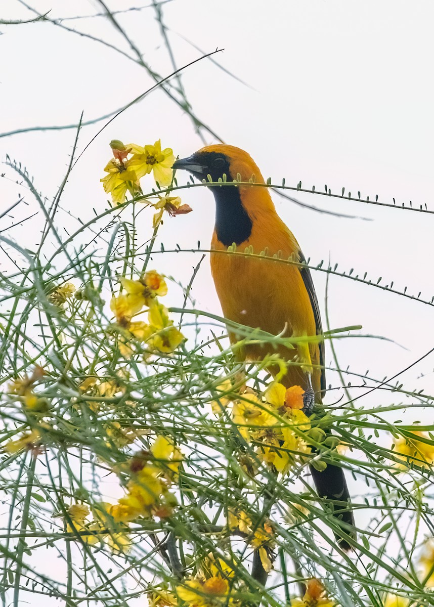 Hooded Oriole - Judi Sawyer