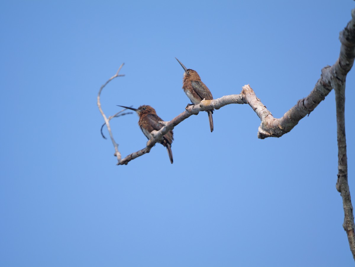 Brown Jacamar - ML615586783