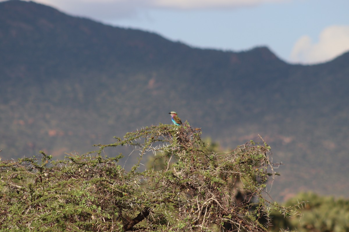 Lilac-breasted Roller - ML615586846