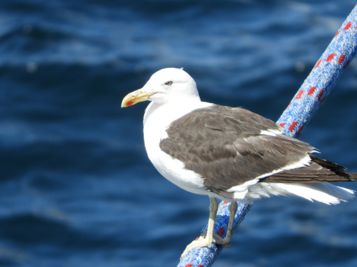 Kelp Gull - ML615586853