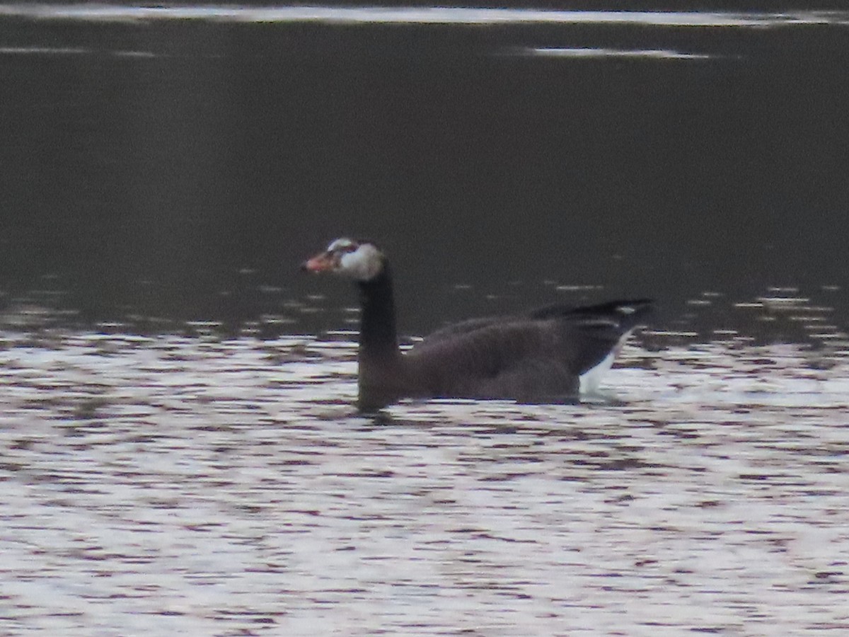 Graylag x Barnacle Goose (hybrid) - ML615586972