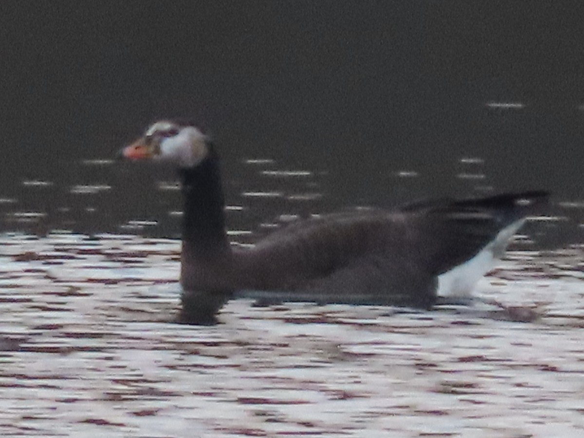 Graylag x Barnacle Goose (hybrid) - ML615586973