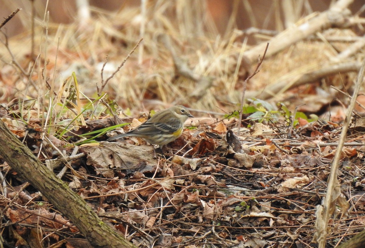 Yellow-rumped Warbler - ML615586992