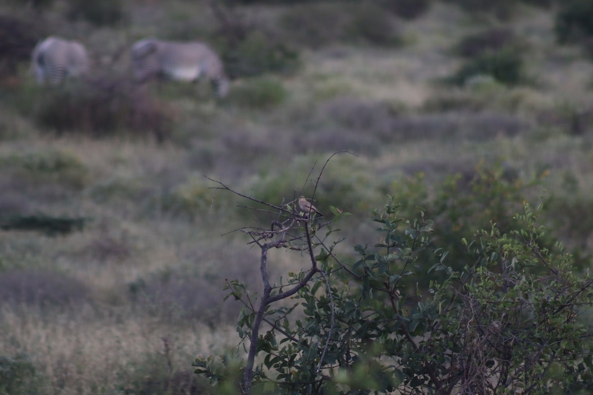 bird sp. - Marcos Martin C.