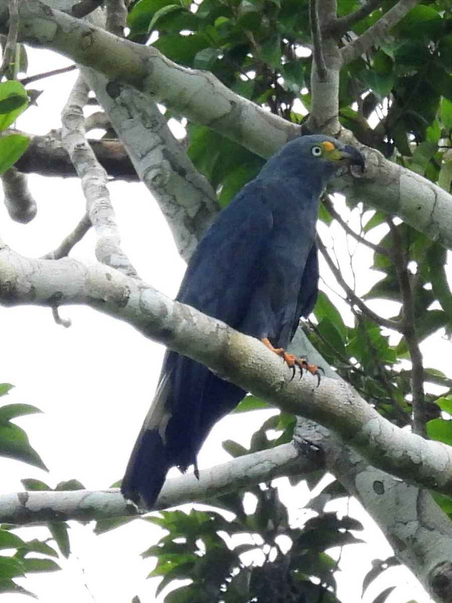 Hook-billed Kite - Jhon Carlos Andres Rivera Higuera