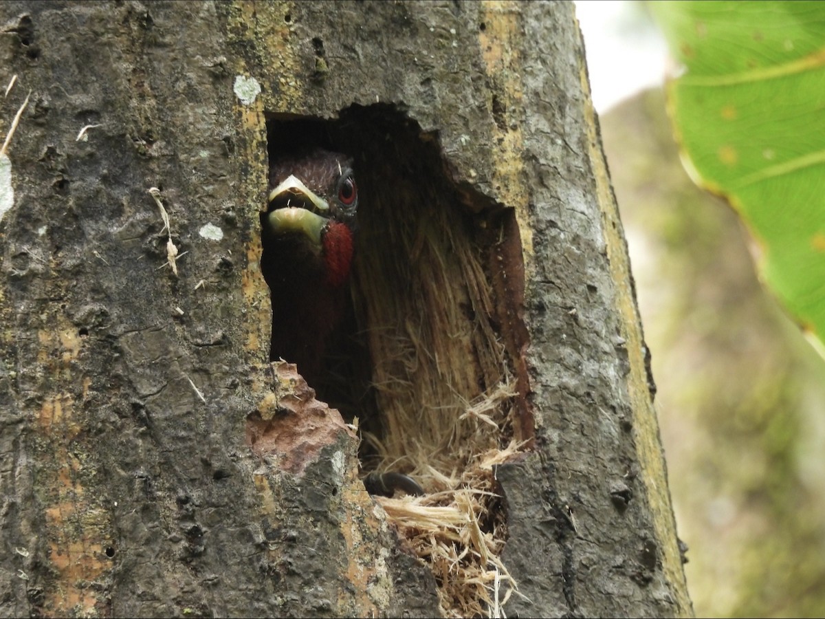 Chestnut Woodpecker - Jhon Carlos Andres Rivera Higuera