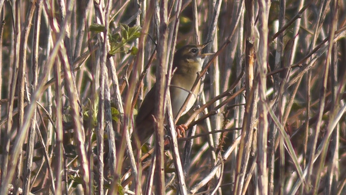 Common Grasshopper Warbler - ML615587087