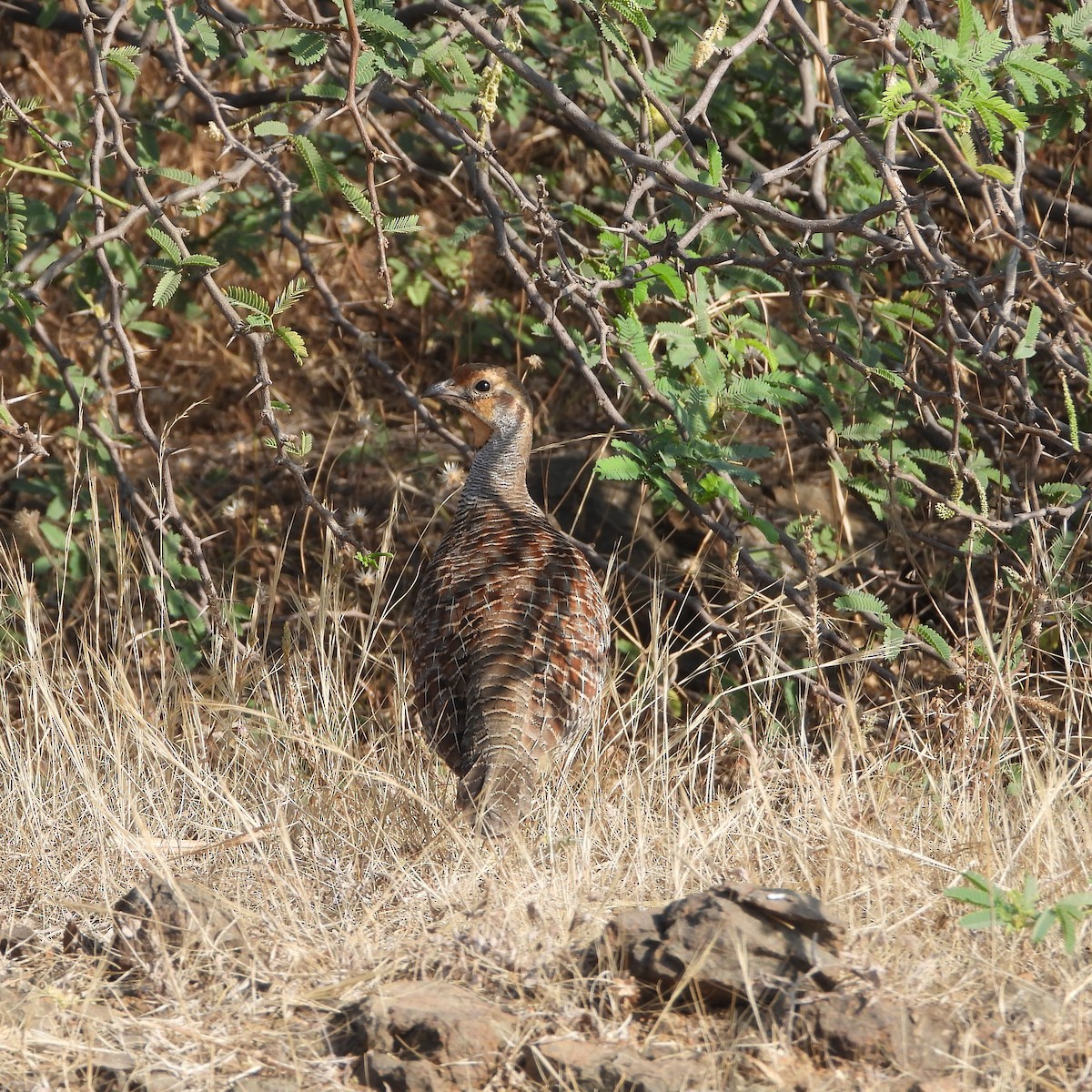 Gray Francolin - ML615587158