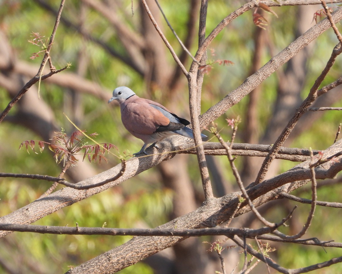 Red Collared-Dove - ML615587172