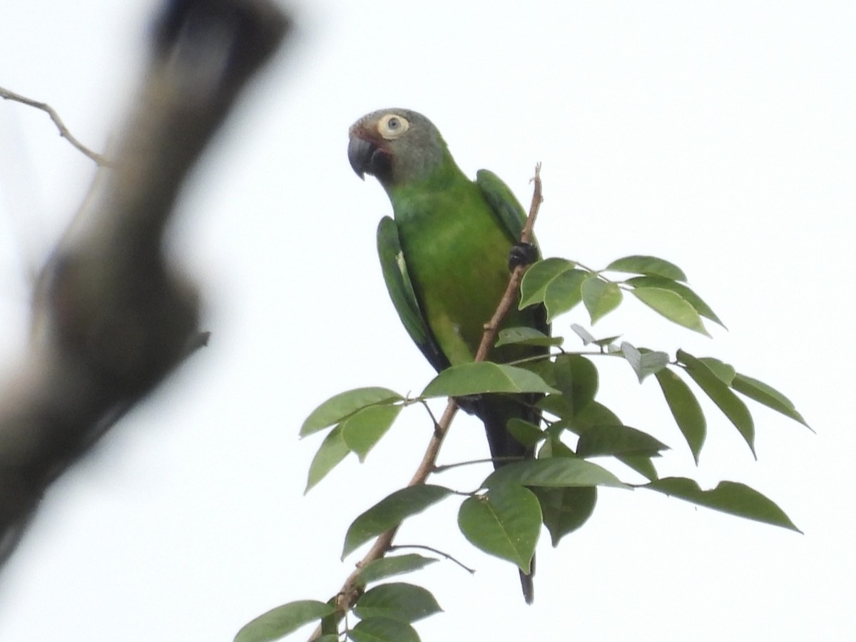 Dusky-headed Parakeet - Jhon Carlos Andres Rivera Higuera