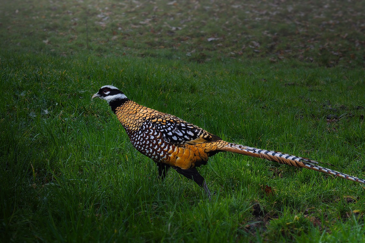 Reeves's Pheasant - ML615587202