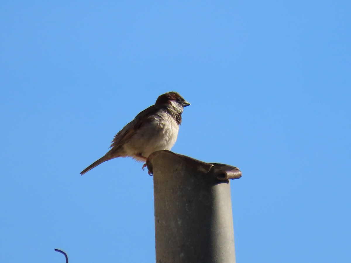 Moineau domestique - ML615587233