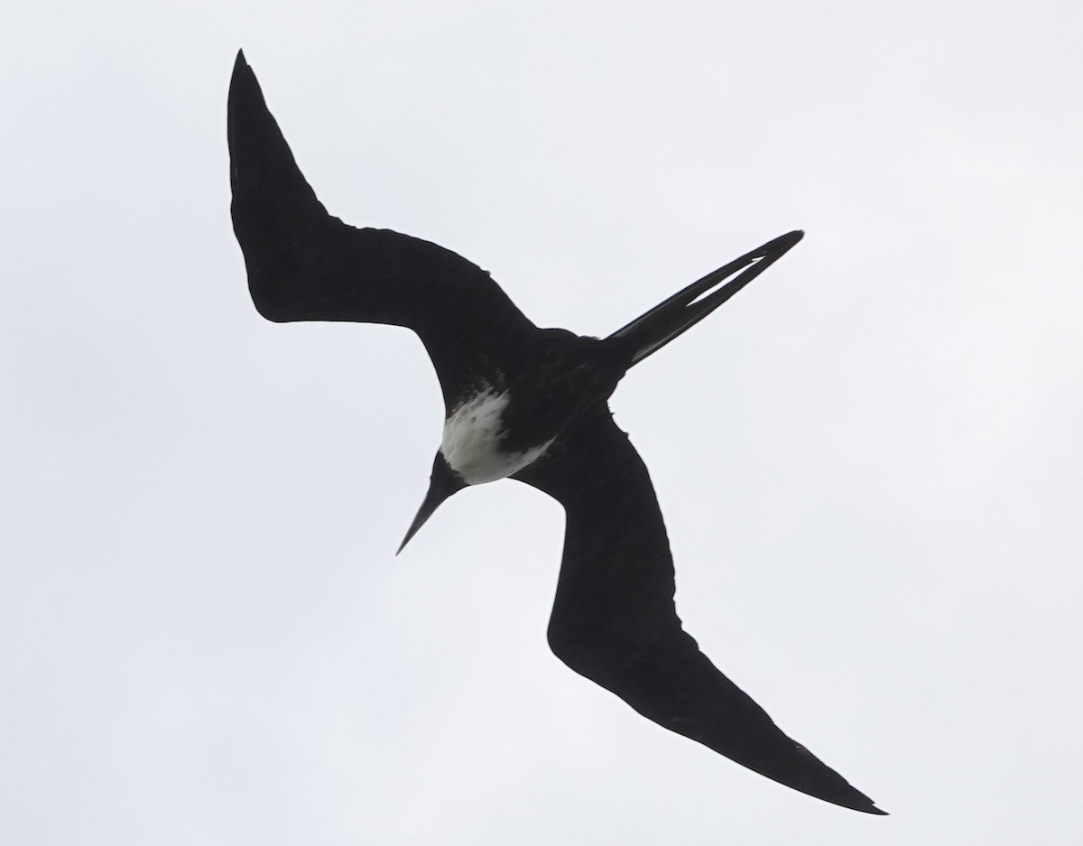 Magnificent Frigatebird - ML615587298