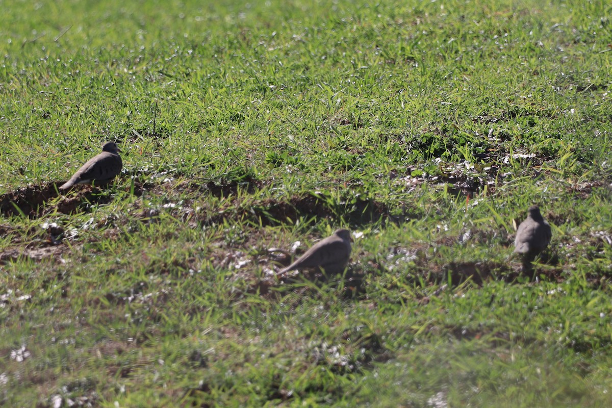 Common Ground Dove - ML615587315