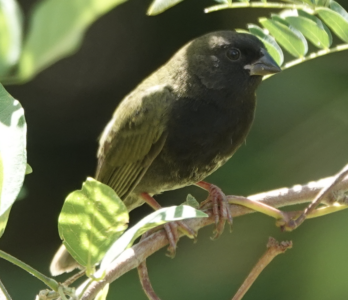 Black-faced Grassquit - ML615587316