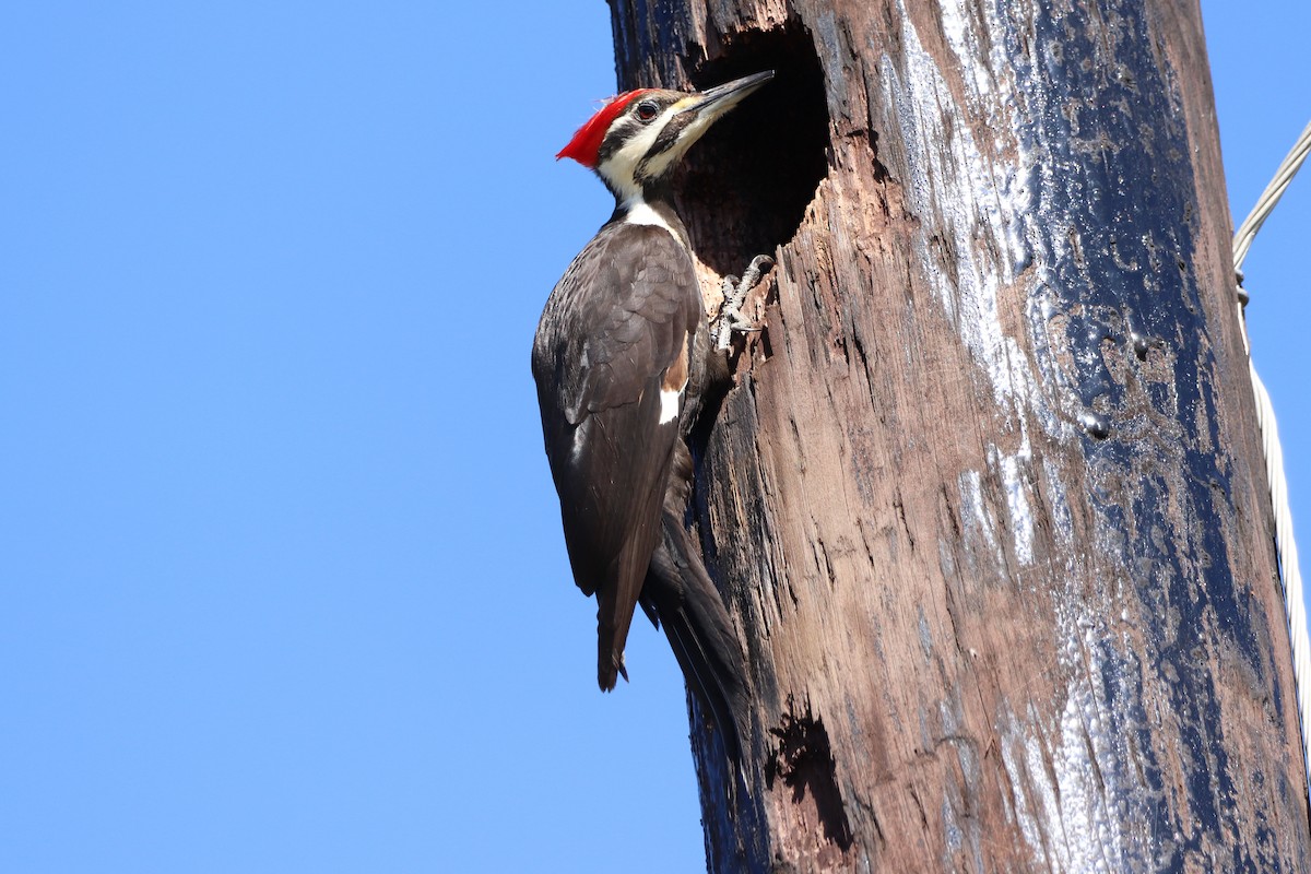 Pileated Woodpecker - ML615587319