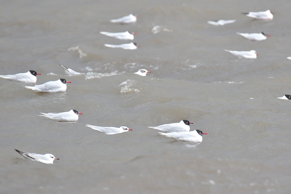 Mediterranean Gull - ML615587345