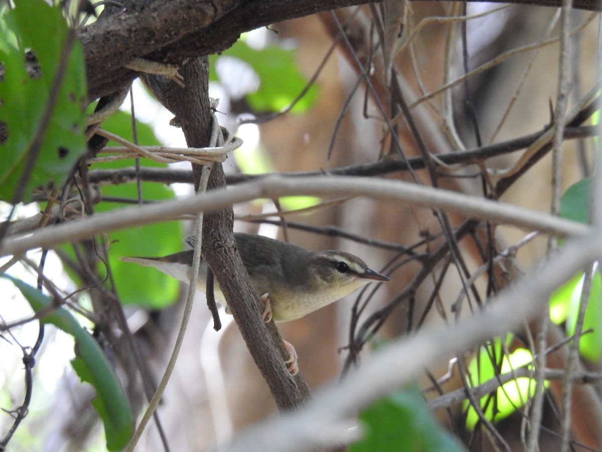 Swainson's Warbler - ML615587488