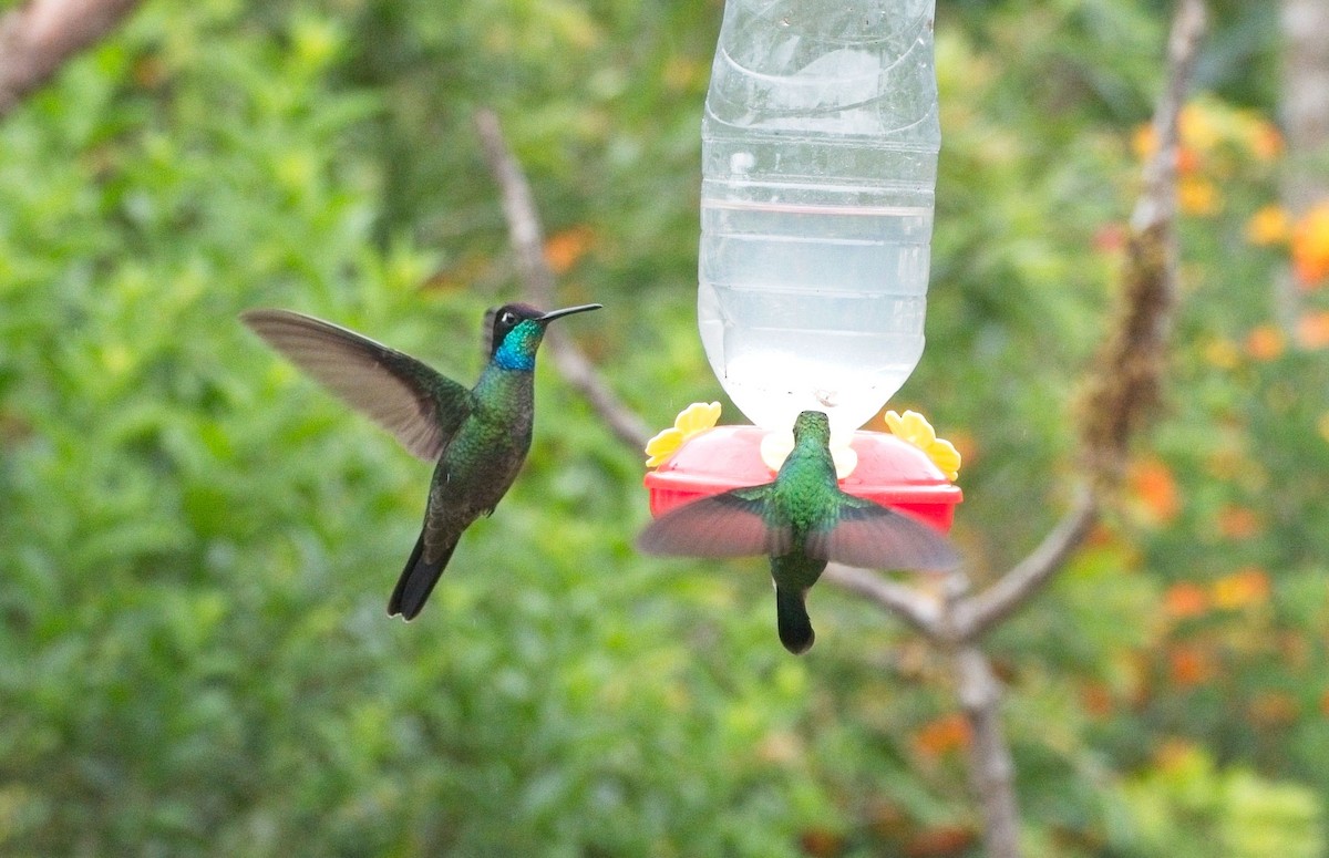 Talamanca Hummingbird - ML615587496