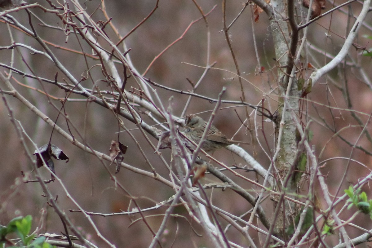 Lincoln's Sparrow - ML615587510