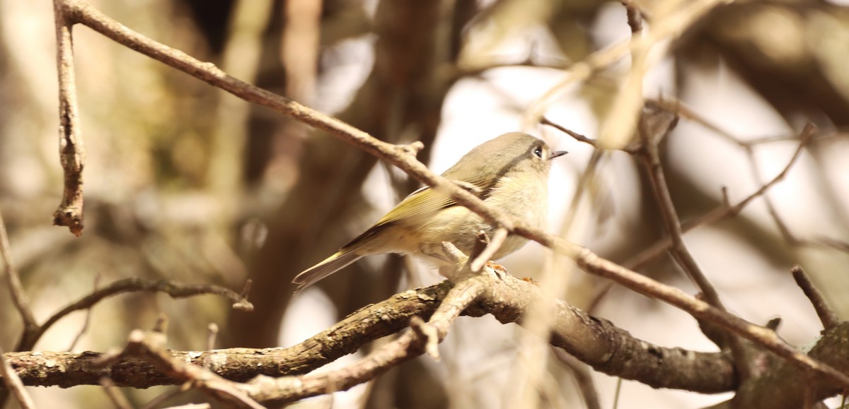 Ruby-crowned Kinglet - ML615587513