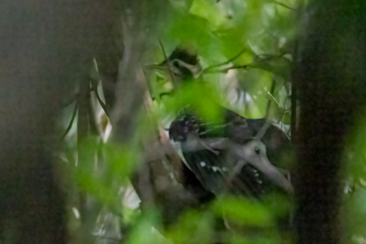 Pheasant Cuckoo - ML615587521