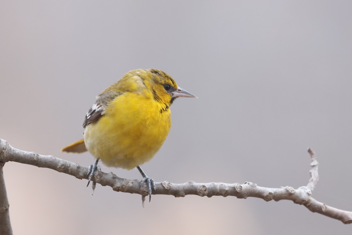 Bullock's Oriole - ML615587524