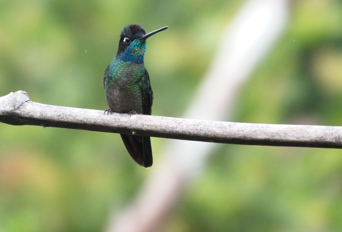 Talamanca Hummingbird - ML615587551