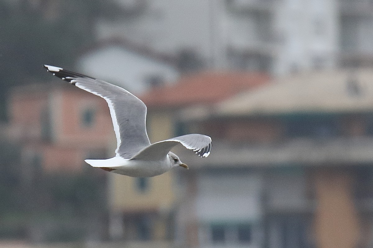 Үүлэн цахлай - ML615587612